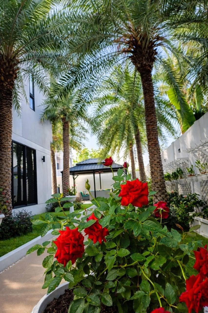 Tropical garden pathway