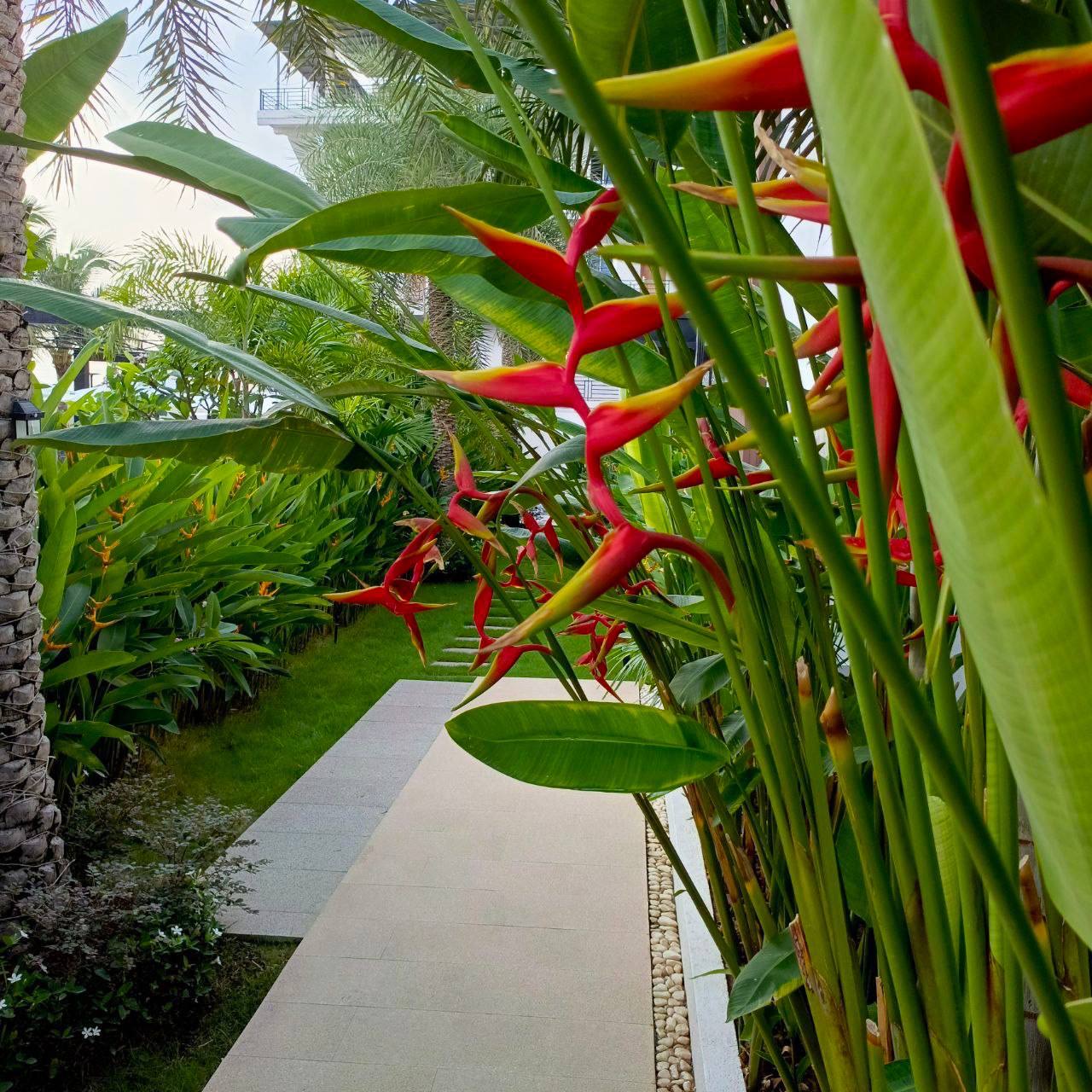 Tropical flowers